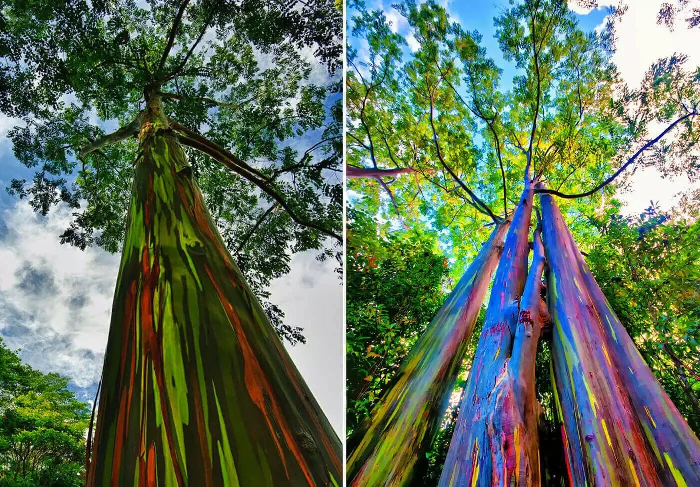 Rainbow Eucalyptus Starter Tree Seedling - Well Rooted Sapling Plant (Eucalyptus deglupta)