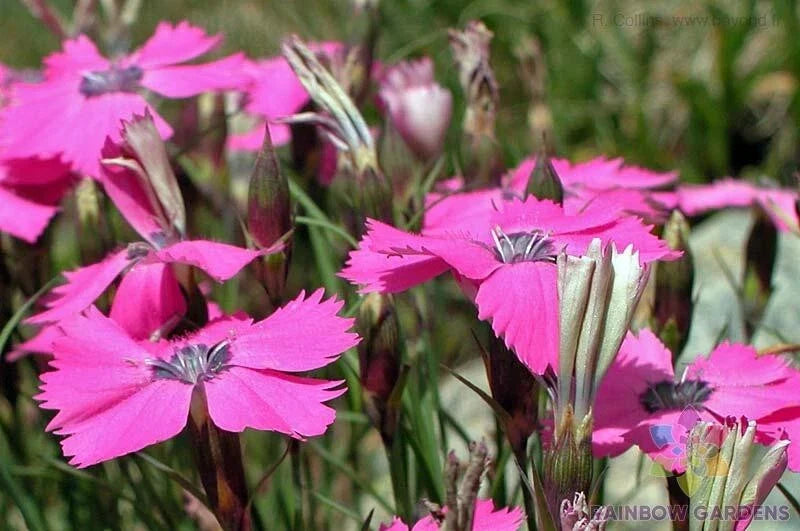 Peacock Pink Carnation Seeds - 200+ Pack - Dianthus caryophyllus - Ideal for Garden Planting - USA