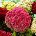 Cockscomb Seeds - Tall Mix, Crested Variety, Red, Pink, Yellow - Celosia cristata for 2025 Planting