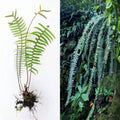 Rare LIVE Bare PECLUMA Airplant Fern 9" Tropical Exotic Fern - Unique Indoor Plant for Home Decor, Air Purifying Plant
