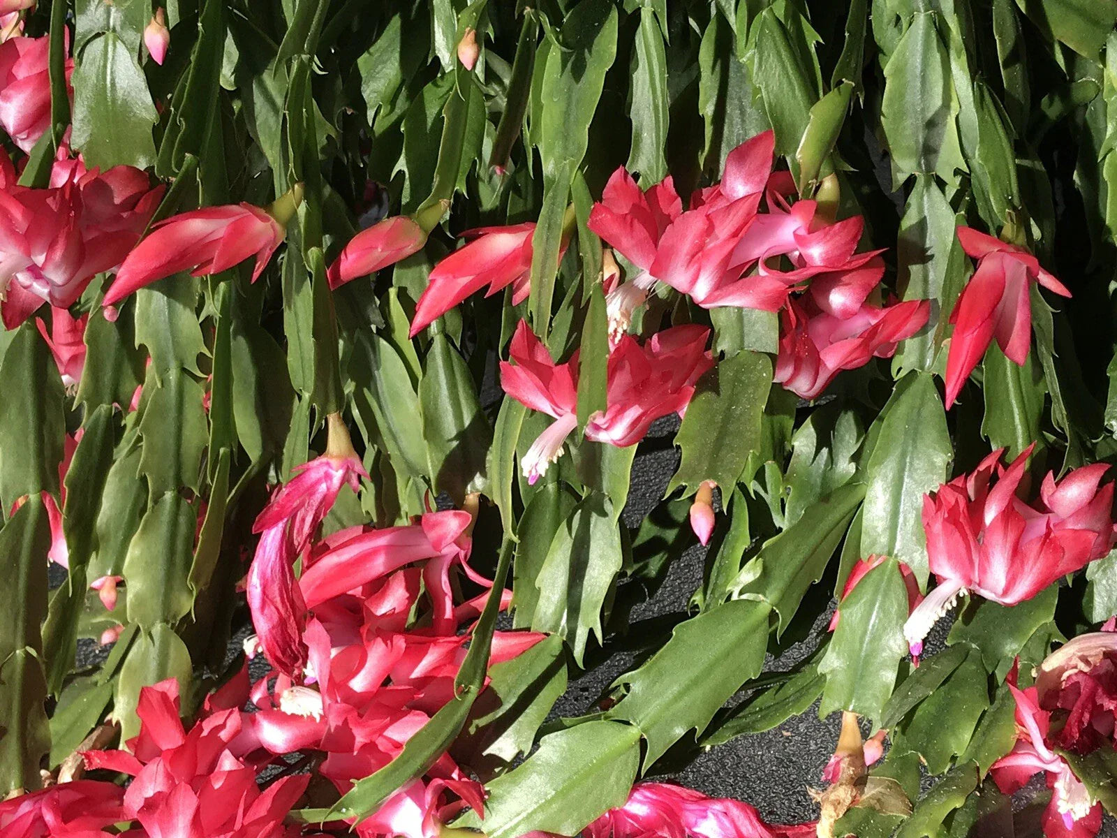 Christmas Cactus Cuttings 6 Fresh Segments Schlumbergera Buckleyi Old Fashion Green House Plant