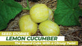 Lemon Cucumber Seeds - 100+ Heirloom Organic NON-GMO - Rare Variety - Cucumis sativus