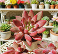 Echeveria Cherry Rare Succulent Plant - Bare Root Easy Care Live - Echeveria 'Cherry'