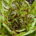 Freckles Romaine Lettuce Seeds - Red Speckled Variety - Lactuca Sativa - Ideal for 2025 Planting