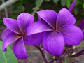 Purple Plumeria Seeds - 5 Perennial Flower Seeds - Frangipani (Plumeria spp.) - US Seller