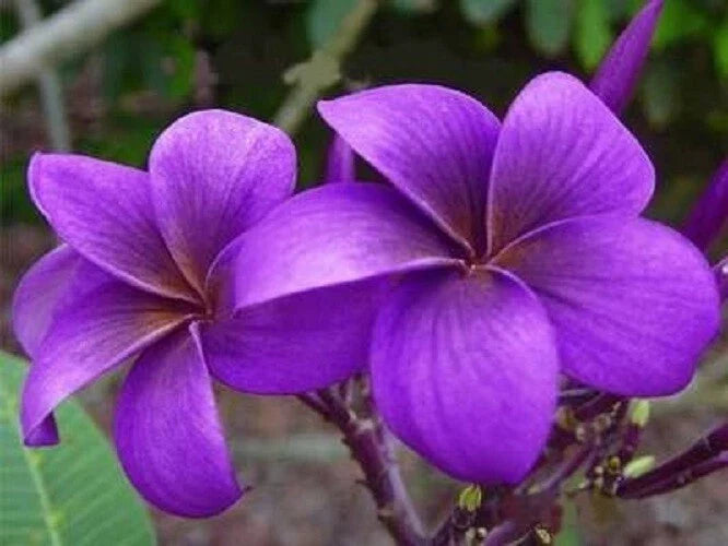 Purple Plumeria Seeds - 5 Perennial Flower Seeds - Frangipani (Plumeria spp.) - US Seller