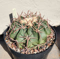 Echinocactus Texensis Horse Crippler Cactus Live Rooted Plant - Unique Desert Succulent, Drought-Tolerant, Low Maintenance