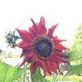 25+ Red Sunflower Seeds - Heirloom Non-GMO - Fresh Rare Seeds - Helianthus annuus