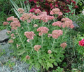 Sedum Plant Starter 4 Inch Pot - Sedum Never Die - Low Maintenance, Drought Resistant, Great for Containers and Ground Cover