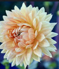 Dahlia Plant Bulb Tuber Orange Peach Gold - Dahlia Noordwijks Glorie - Large Decorative Flower