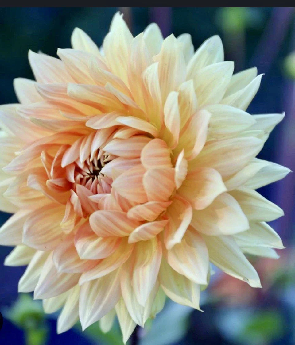 Dahlia Plant Bulb Tuber Orange Peach Gold - Dahlia Noordwijks Glorie - Large Decorative Flower