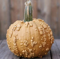 Grizzly Bear Pumpkin Seeds for Planting, 10 Seeds, Rare Brown Worty Fruit, Cucurbita pepo