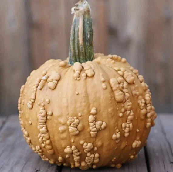 Grizzly Bear Pumpkin Seeds for Planting, 10 Seeds, Rare Brown Worty Fruit, Cucurbita pepo