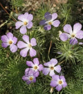 Linanthus grandiflorus Mountain Fox Seeds - 1000+ Premium Wildflower Seeds for Garden, Native Plant Enthusiasts