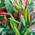 Thai Hot Pepper Seeds 50+ Heirloom Non-GMO Capsicum annuum, USA Seller, Free Shipping