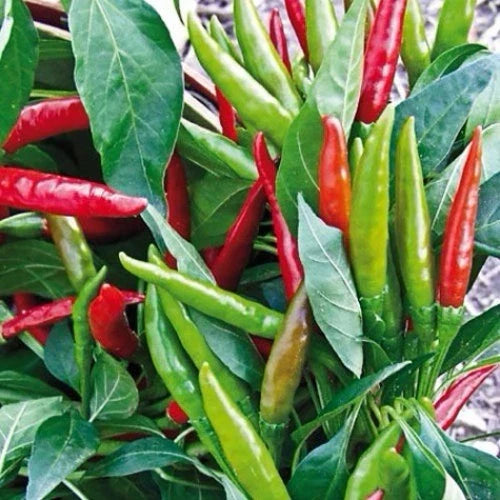 Thai Hot Pepper Seeds 50+ Heirloom Non-GMO Capsicum annuum, USA Seller, Free Shipping