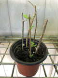 Goji Berry Plant Cuttings - 5 Live Cuttings in Pot - Ready to Plant - Lycium barbarum