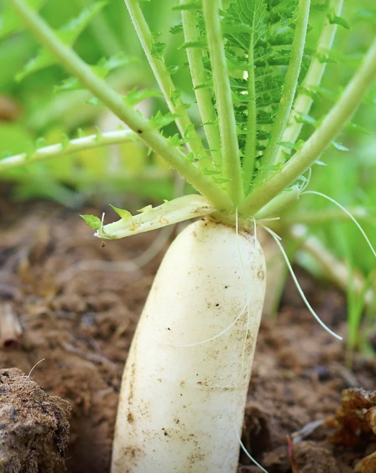 Daikon Radish Seeds - 100+ Heirloom Non-GMO Japanese Variety - Raphanus sativus - USA Grown