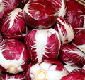 Radicchio Seeds 500+ Rouge de Verona Cichorium intybus Vegetable - Heirloom, Non-GMO, Free Shipping