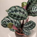 Calathea Seeds - 25+ Helen Kennedy Variety for Garden Planting - Free Shipping - USA
