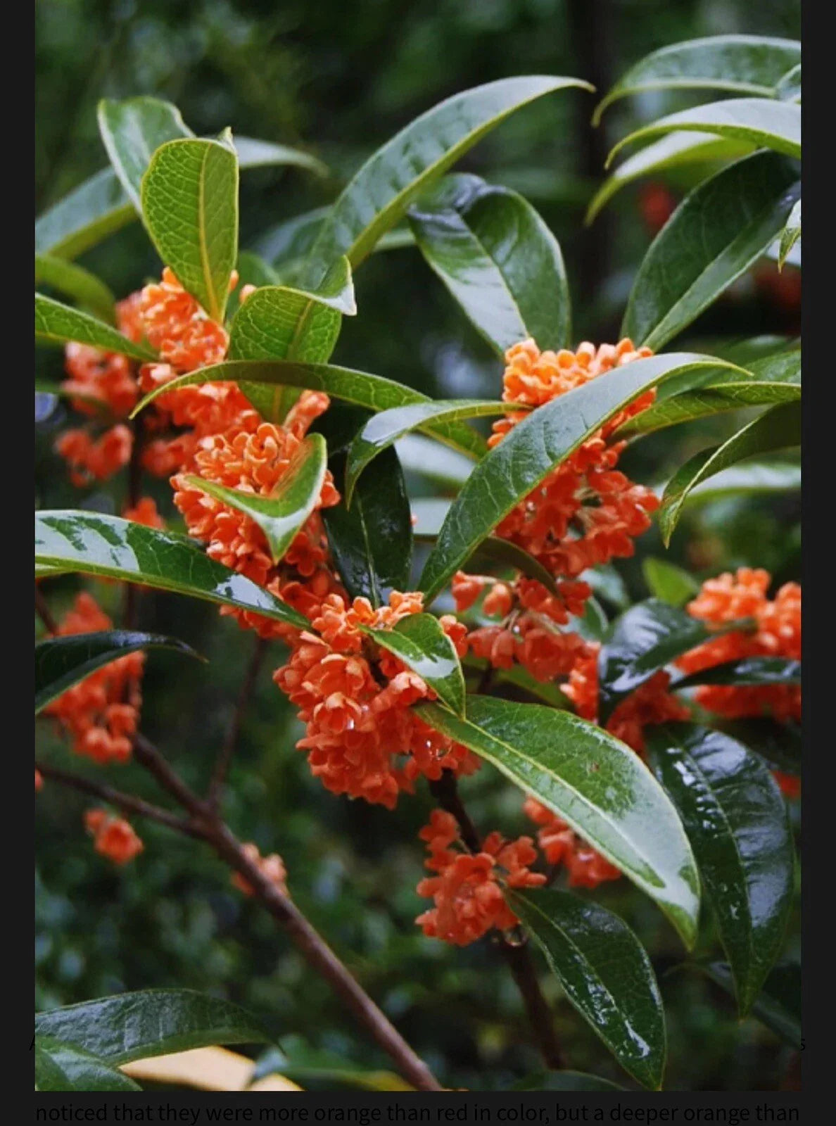 Beni Kin Mokusei Red Sweet Tea Olive Starter Plant - Osmanthus fragrans Rooted Variety for Gardens and Landscapes