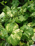 Variegated Japanese Fuki Plant - Unique Green & White Leaves - Petasites japonicus
