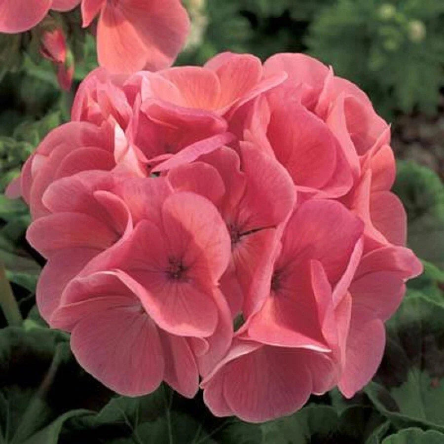 Ivy Geranium Cuttings Assortment (8) - Fresh Rooting Colors - Pelargonium peltatum
