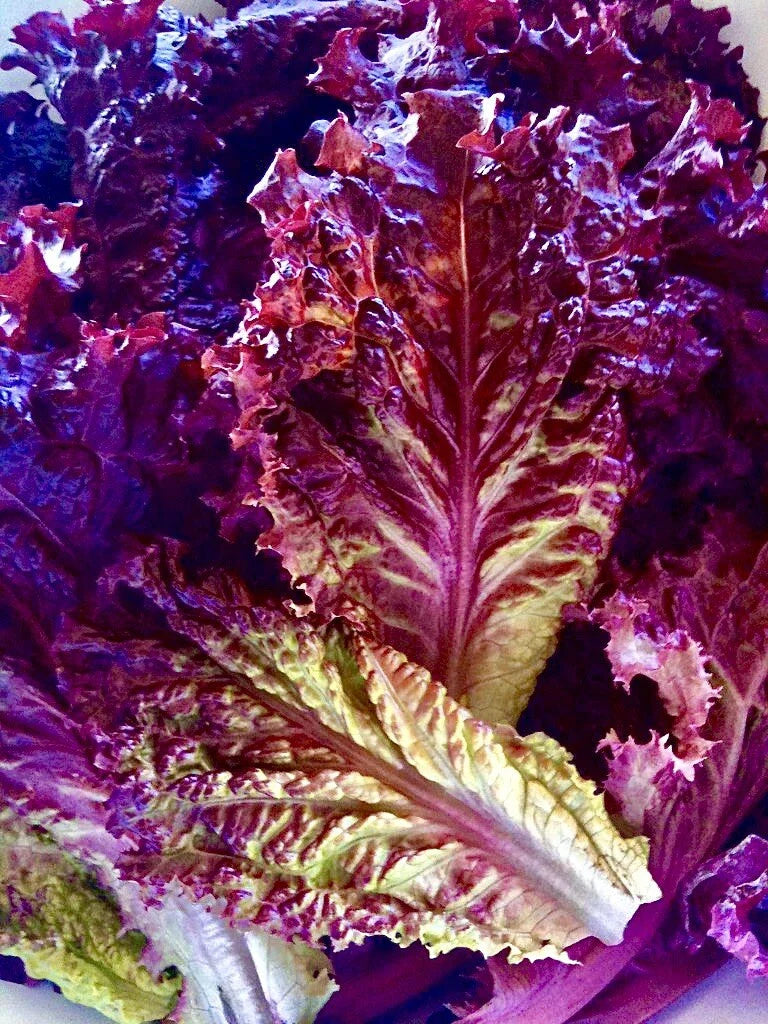Lolla Rossa Lettuce Seeds - 200 Organic Non-GMO Seeds for Vegetable Garden - Red Lettuce (Lactuca sativa)