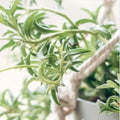 String of Dolphins Succulent Plant - Rooted Senecio Peregrinus - Unique Dolphin-Shaped Leaves - Perfect for Home Decor