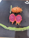 Orange Dragon Fruit Cuttings 16-24" - Hylocereus undatus - Tropical Cactus Plant for Home Garden