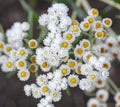 Pearly Everlasting Wildflower Seeds - 40 Count - Anaphalis Margaritacea - Drought Tolerant, Perennial Garden Plant