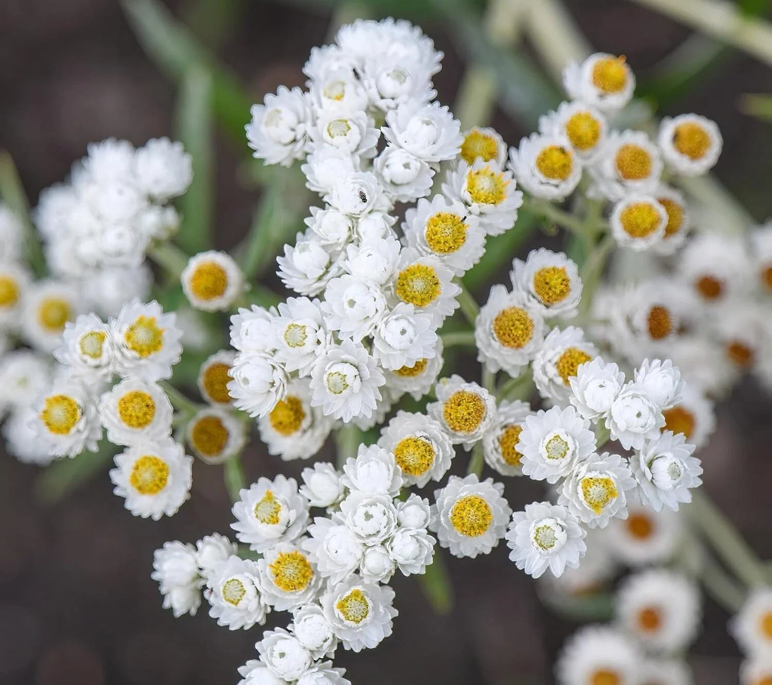 Pearly Everlasting Wildflower Seeds - 40 Count - Anaphalis Margaritacea - Drought Tolerant, Perennial Garden Plant
