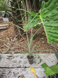 Cyperus Flatsedge Bareroot Native Plant Sedge, Florida, Organic Rooted, Wetland Perennial, Eco-Friendly Gardening