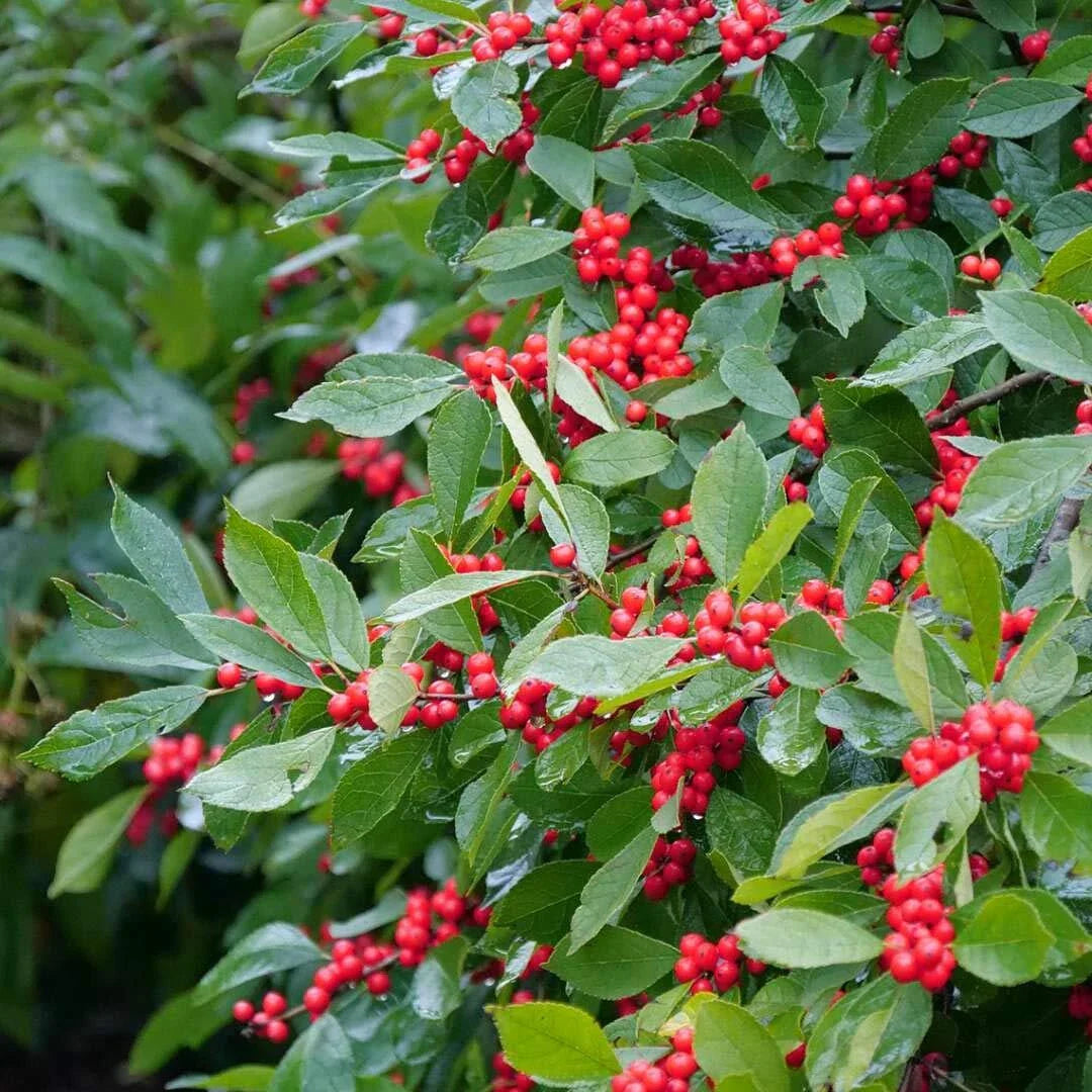 Winterberry Seeds 250mg (40 Seeds) Open Pollinated Ilex verticillata for Planting