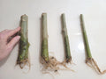Rooted 7" Angel Trumpet Cuttings - Brugmansia - Choose Yellow, Pink, or White