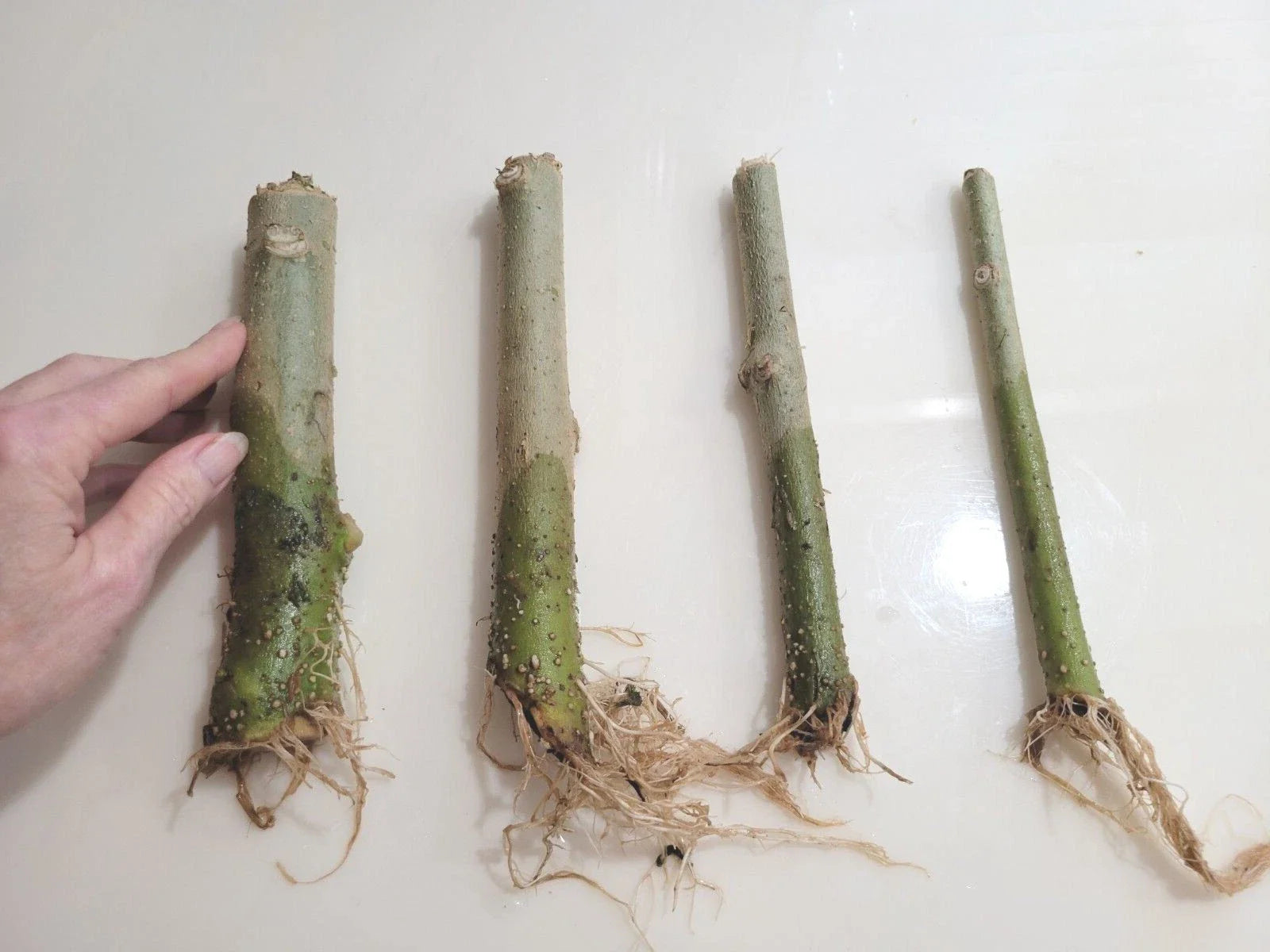 Rooted 7" Angel Trumpet Cuttings - Brugmansia - Choose Yellow, Pink, or White