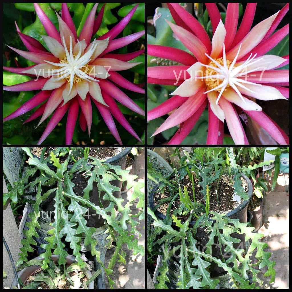 Ric Rac Cutting Orchid Cactus, Fish Bone Succulent, Cryptocereus anthonyanus