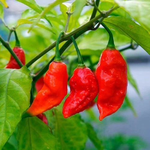 Ghost Pepper Seeds - Bhut Jolokia - Non-GMO Variety - 1008