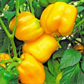 Sunbright Yellow Bell Pepper Seeds | Organic Vegetable Garden Seeds | Capsicum annuum - 101+ Seeds for Containers
