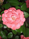 Coral Floribunda Rose Cuttings (4) - Rosa Floribunda