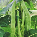 Lu Qing Romano Bean Seeds - Non-GMO Pole Variety - Stringless, Light Green - Ideal for 2025 Planting
