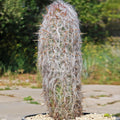 Oreocereus celsianus Cactus | Old Man of the Andes Cactus | Real Succulent Plant | Unique Desert Decor