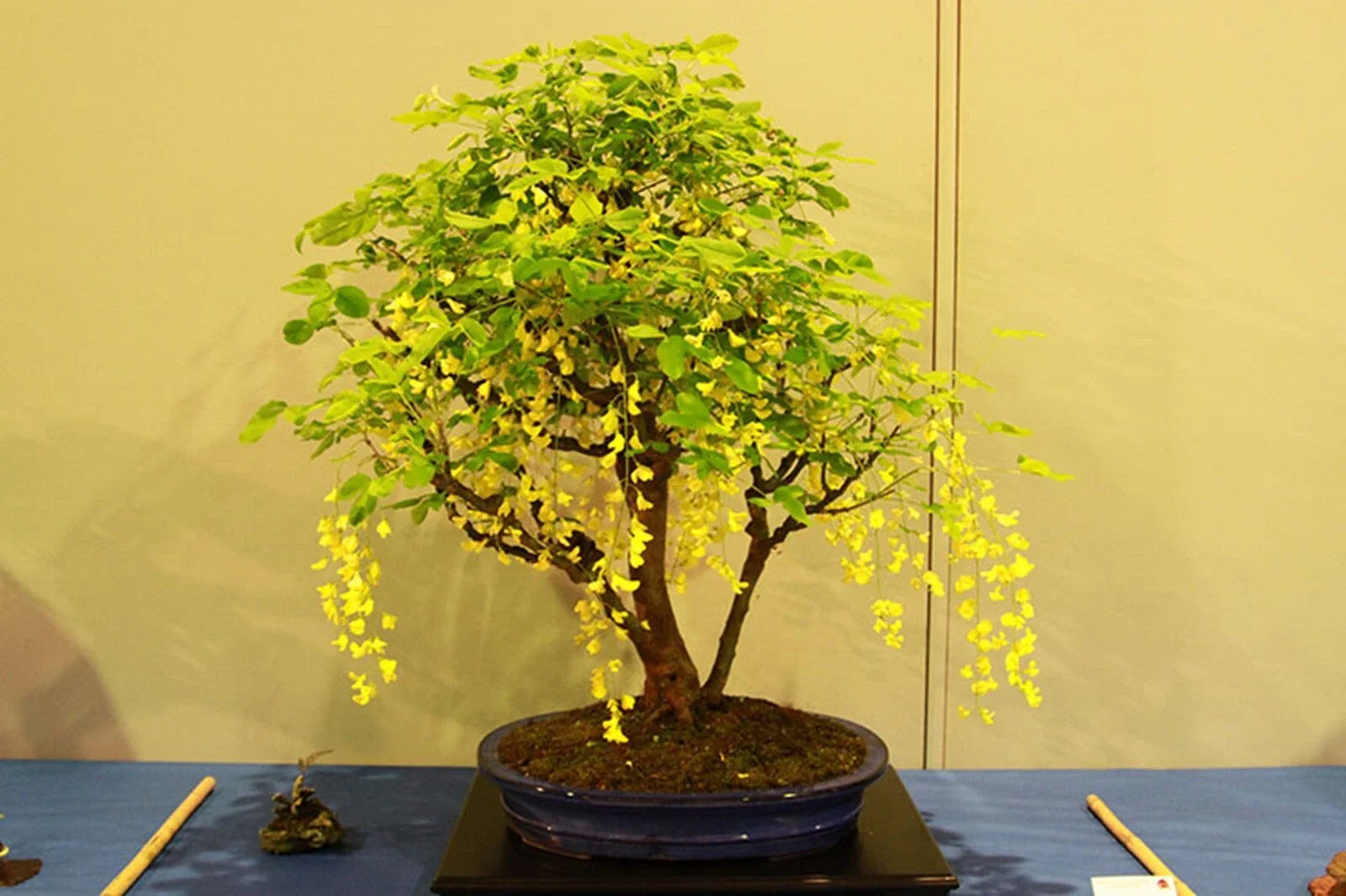 Dwarf Golden Raintree Seeds - 10 Pack Bonsai Ornamental Seeds, Koelreuteria paniculata, Free Shipping