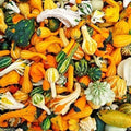 Small Gourd Mix Seeds - 50+ Variety Pack for Fall Decor - Cucurbita pepo