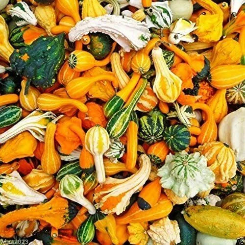 Small Gourd Mix Seeds - 50+ Variety Pack for Fall Decor - Cucurbita pepo