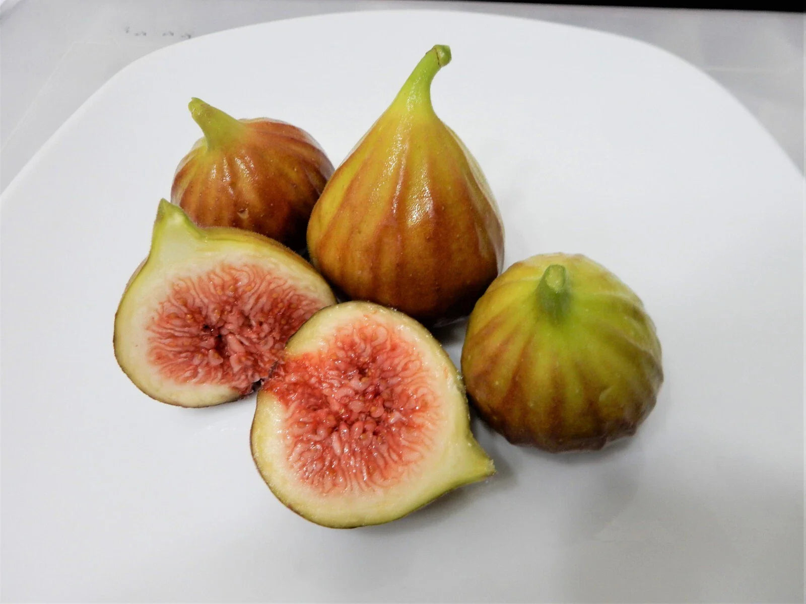 Chicago Hardy Fig Tree Cuttings - 10 Unrooted 6-8" Long - Ficus carica "Chicago Hardy" - Cold Hardy Variety