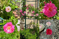 Peggy Martin Thornless Rose Cuttings - 10 Healthy Stem Cuttings - Rosa 'Peggy Martin' - Ideal for Gardens and Landscapes