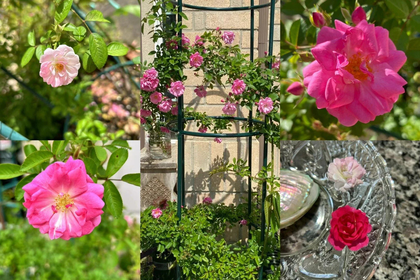 Peggy Martin Thornless Rose Cuttings - 10 Healthy Stem Cuttings - Rosa 'Peggy Martin' - Ideal for Gardens and Landscapes