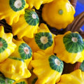 Patty Pan Squash Seeds - Yellow and Green Bicolor Bush Scallop - 2025 Planting - Cucurbita pepo