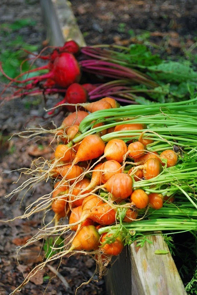 Parisian Carrot Seeds Bulk 200 Count Packet - Tender Round Globes, Sweet & Tasty - Daucus carota